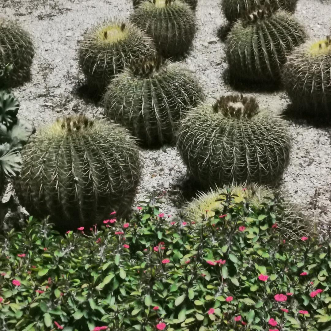 艳红