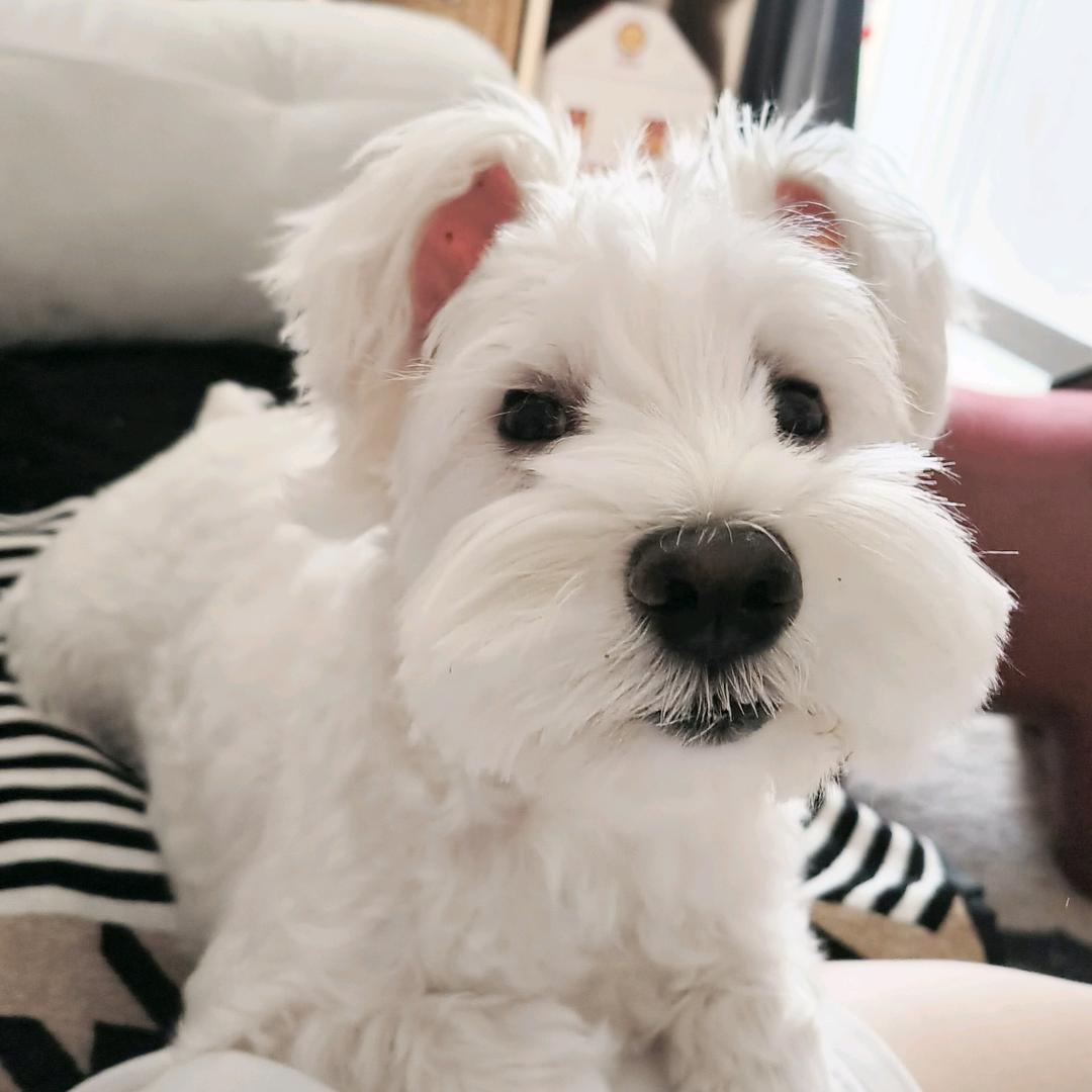 我是王小赢