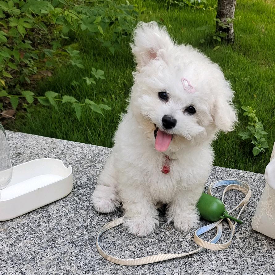 芍芍今天开心吗