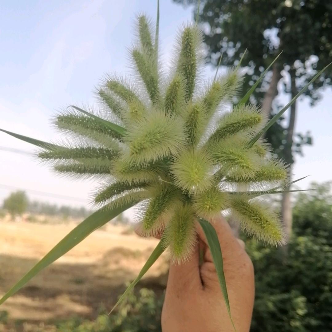 颖颖