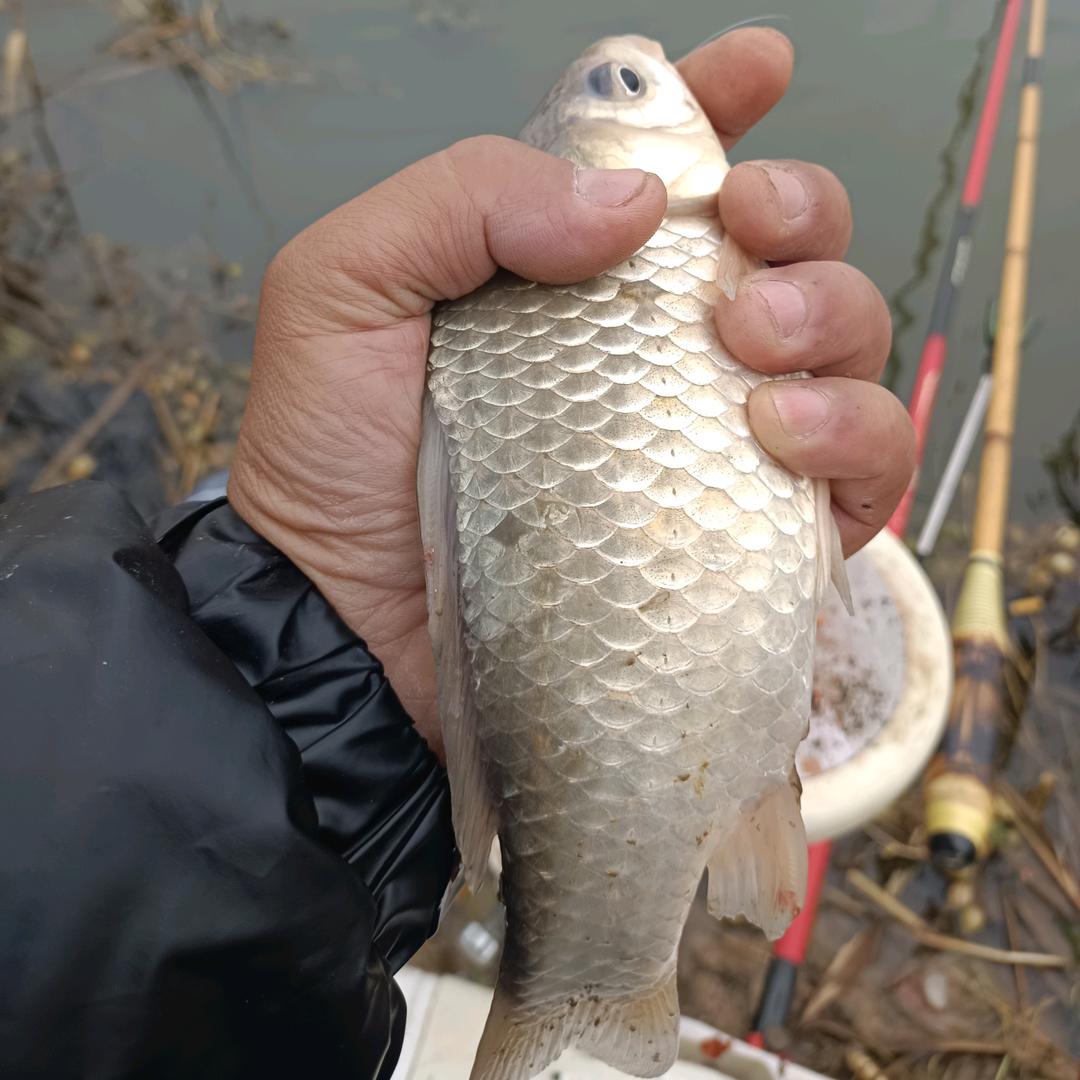 🐅颍上钓鱼🌹