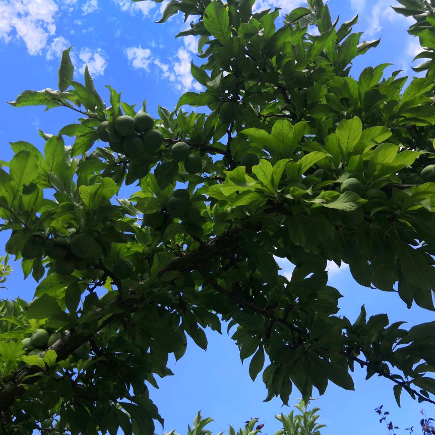 完美巜拒绝连赞》