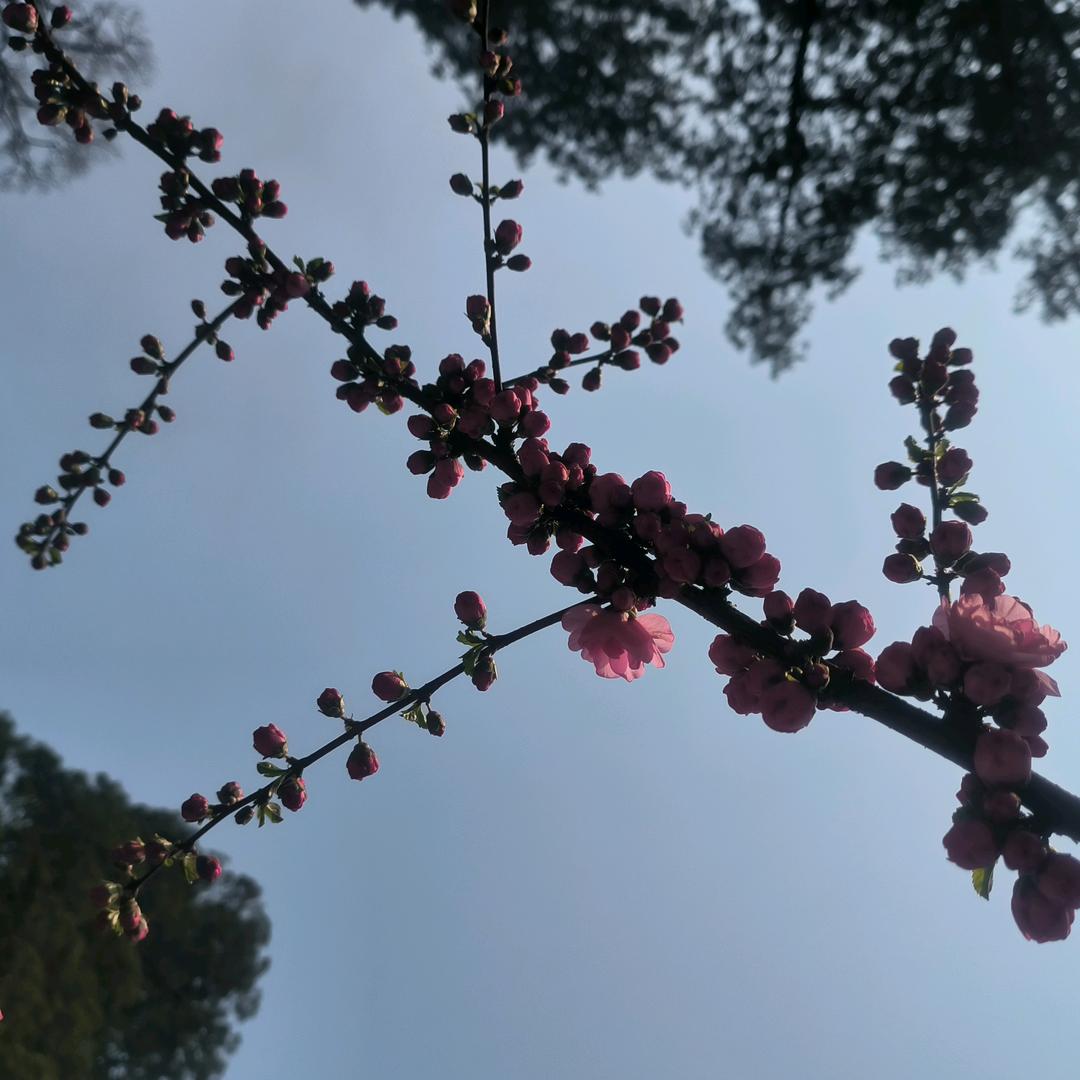 桃之夭夭的菠萝