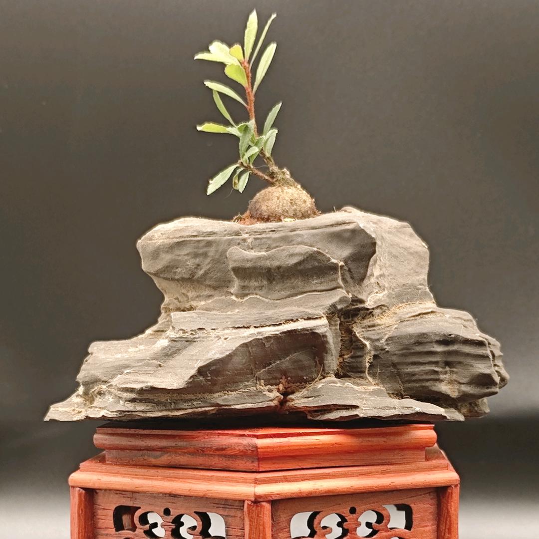 啄木鸟之匠舍圆艺