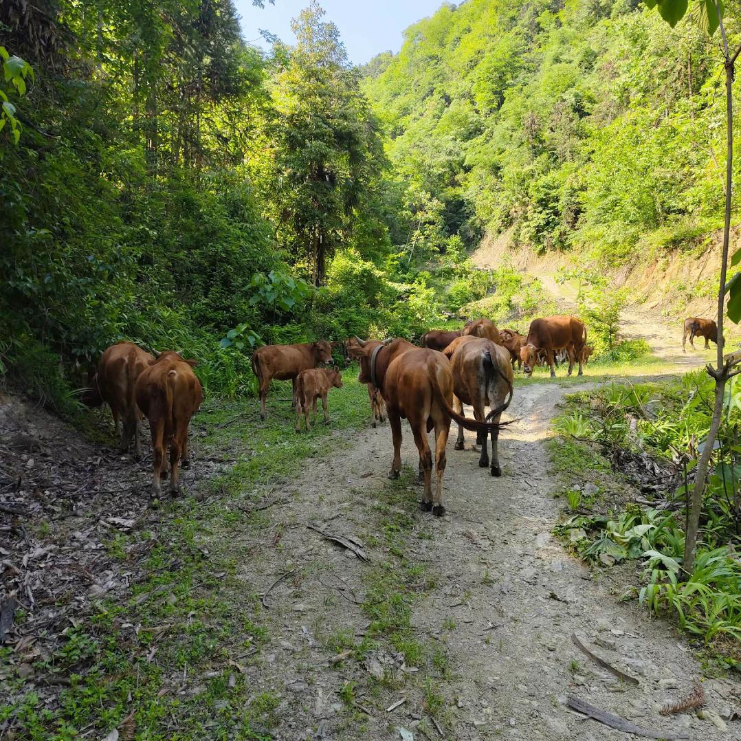 湘西乌龙山跑山黄牛肉，零售，批发