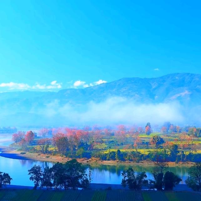 万花花卉《三农》