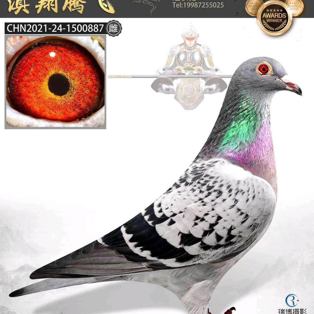 景奕鸽舍