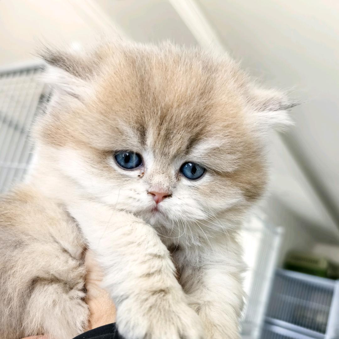 ♊麦兜
