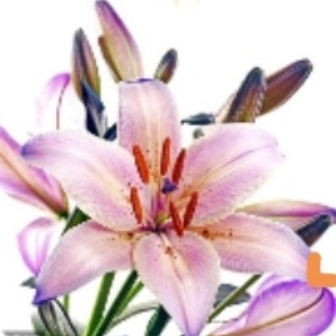 厵騳簠虪悳韛靎