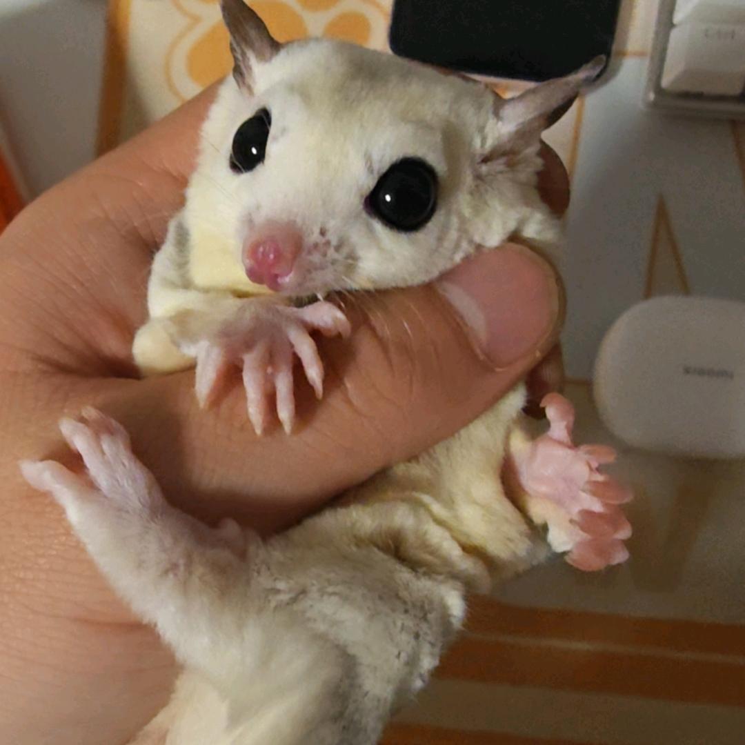 阿苇