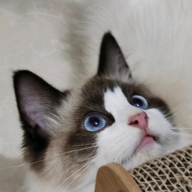 一只叫笨球的小猫咪