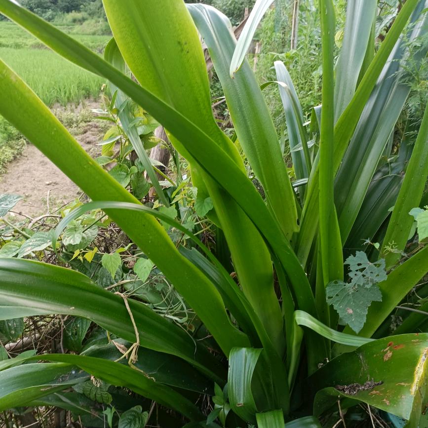 刘揽霞