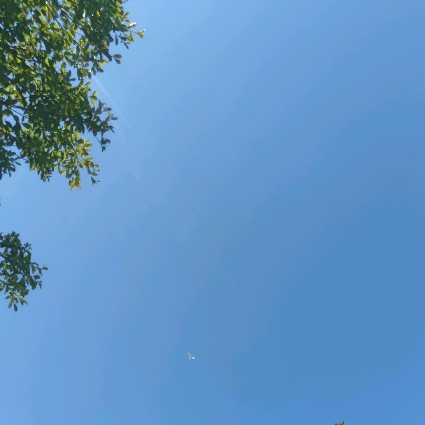 木易☘️丽鹿🍀草方