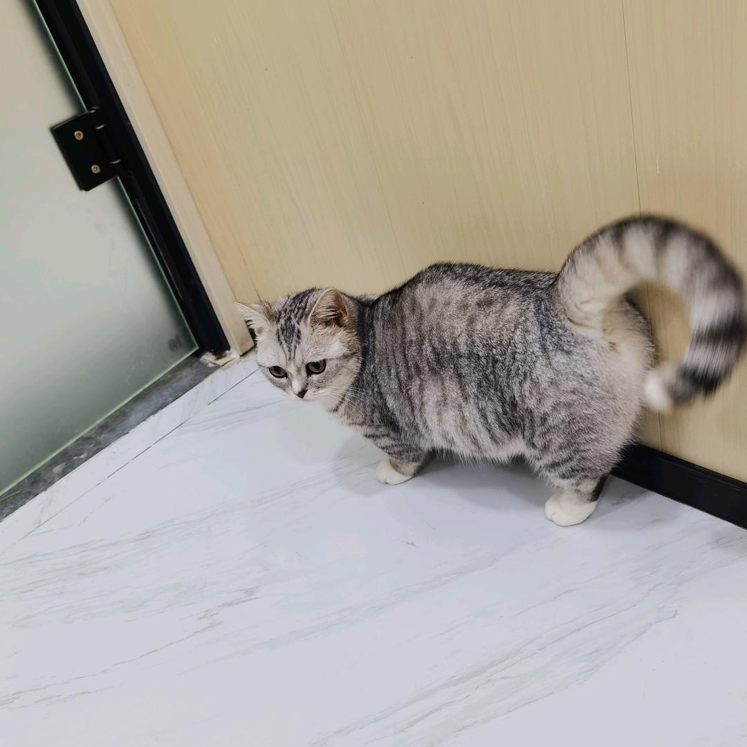 身后有尾巴
