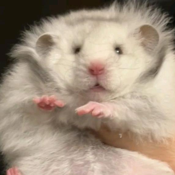 小羊饱饱睡不着