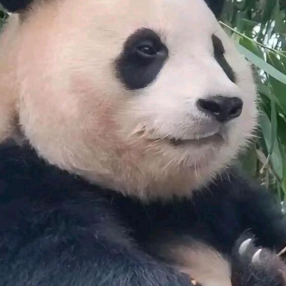 龙哥