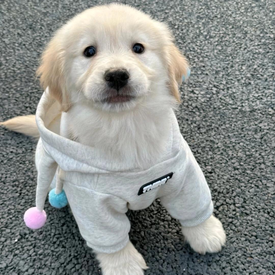 翻斗幼儿园扛把子