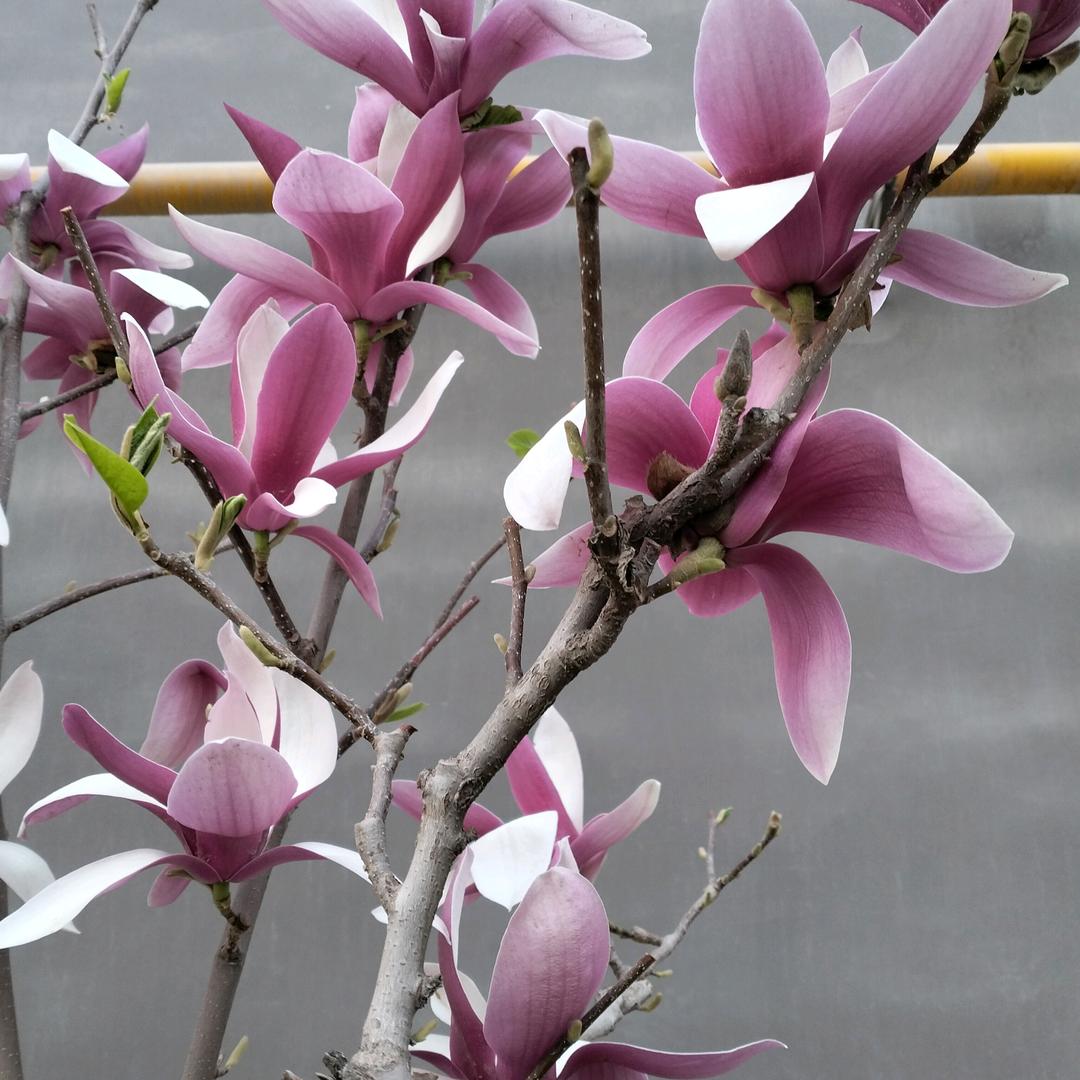 昙花一现
