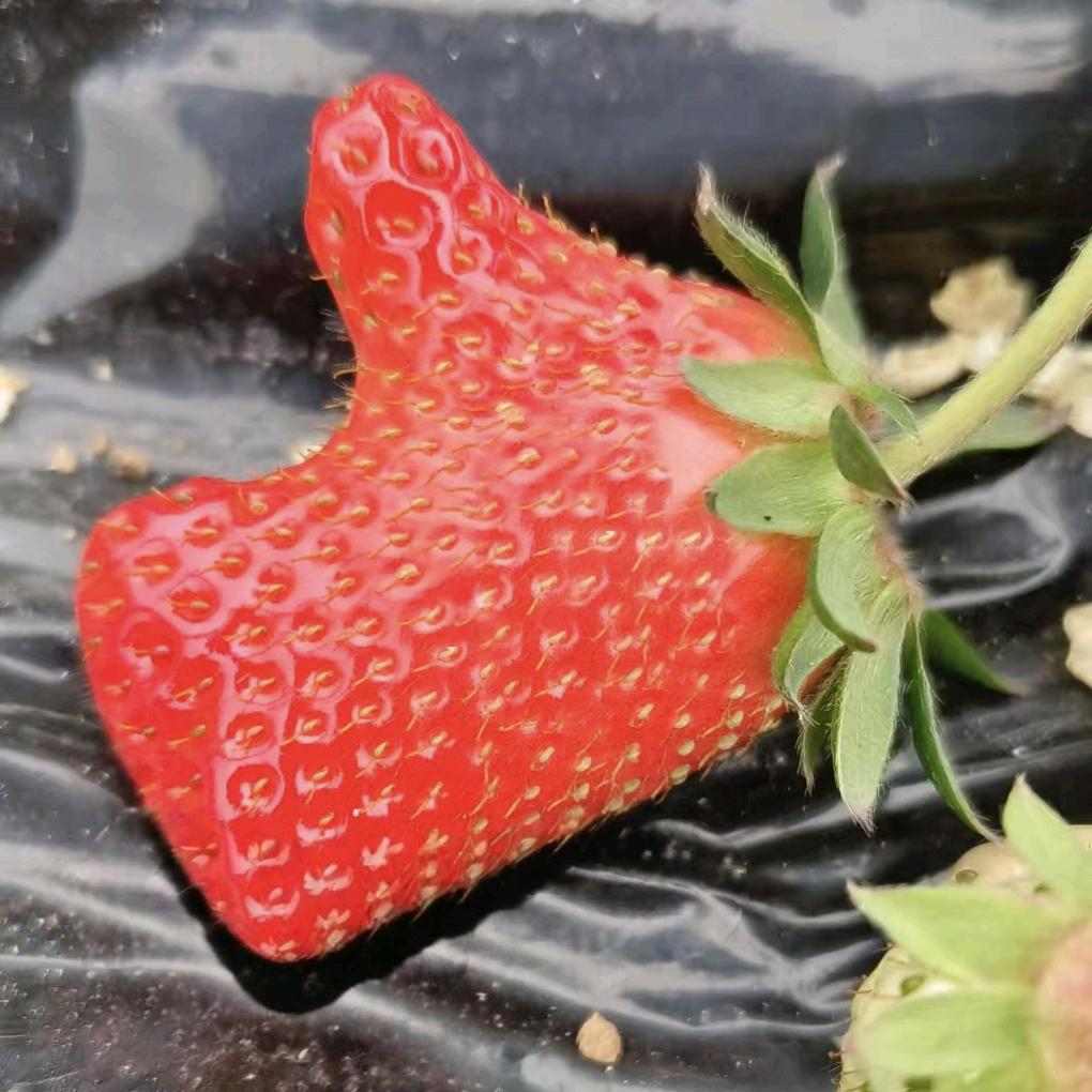 种草莓的二农民