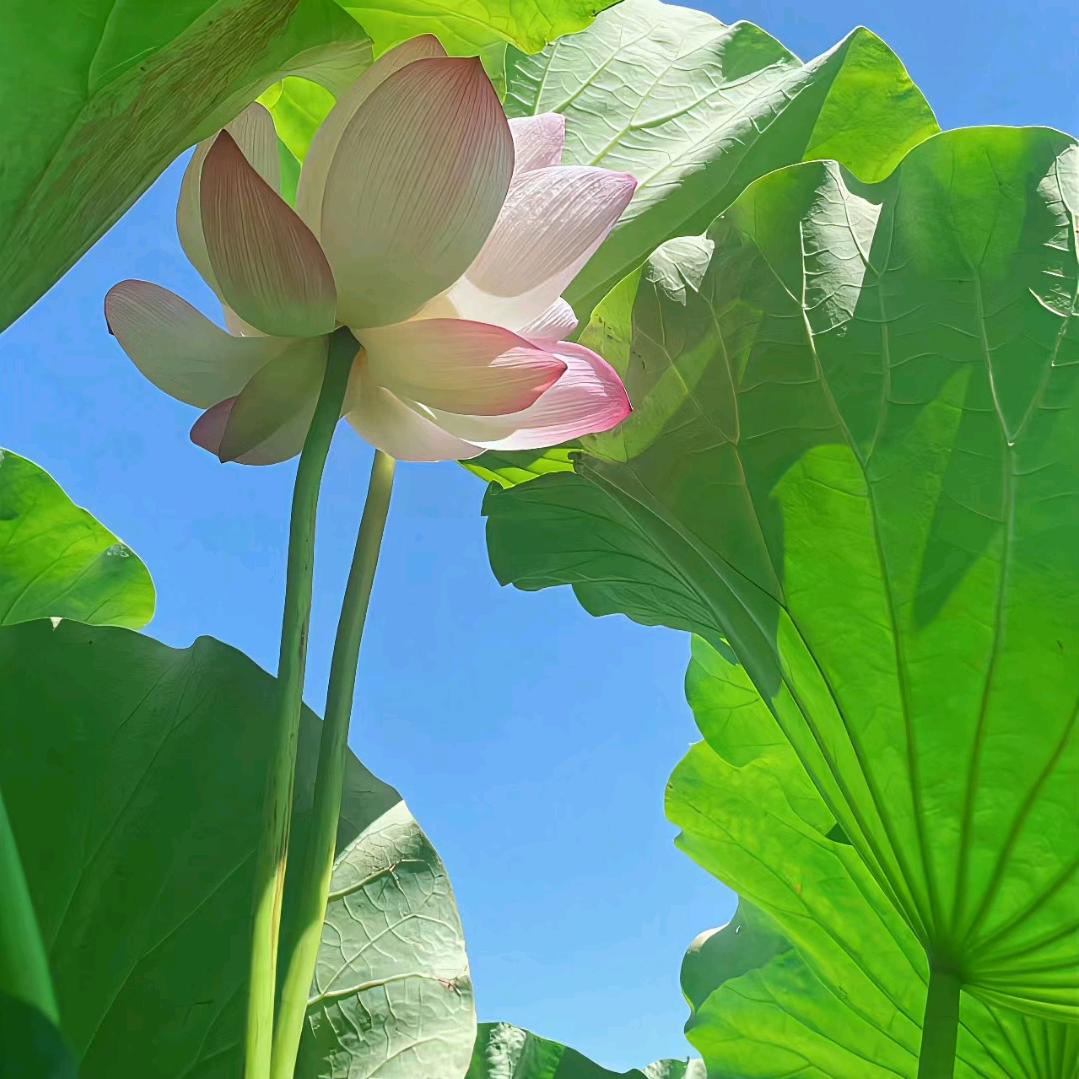 语芯