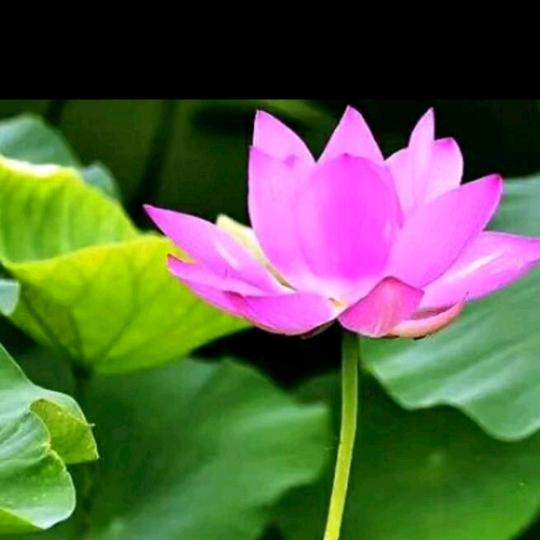 ල᭄小迷糊ꦿ᭄