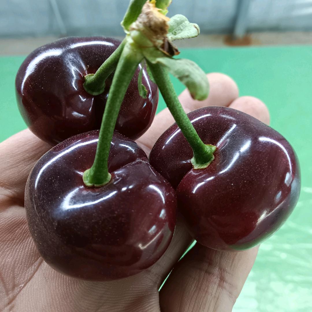 大连鑫益佳果业