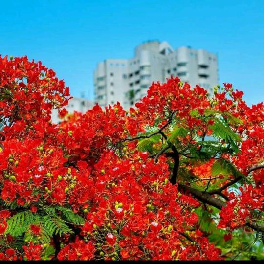 二郎哥（尊师猜猜）