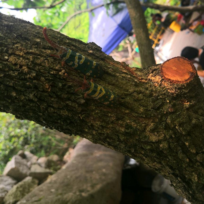 ᵎ(•̀㉨•́)و ̑̑ 加油