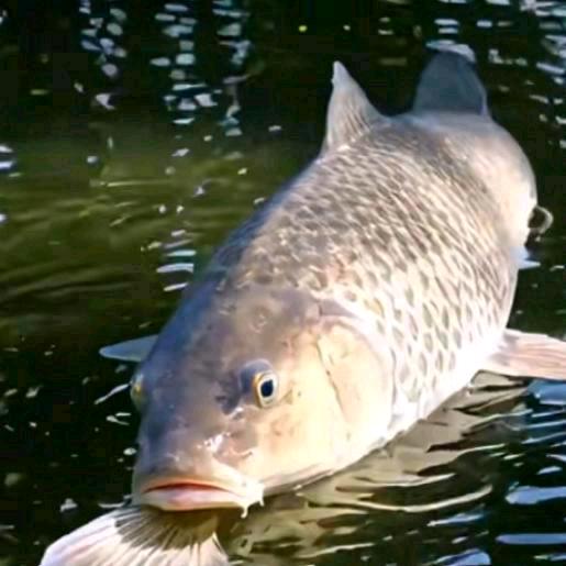 🦞寒江🌹独钓🦞