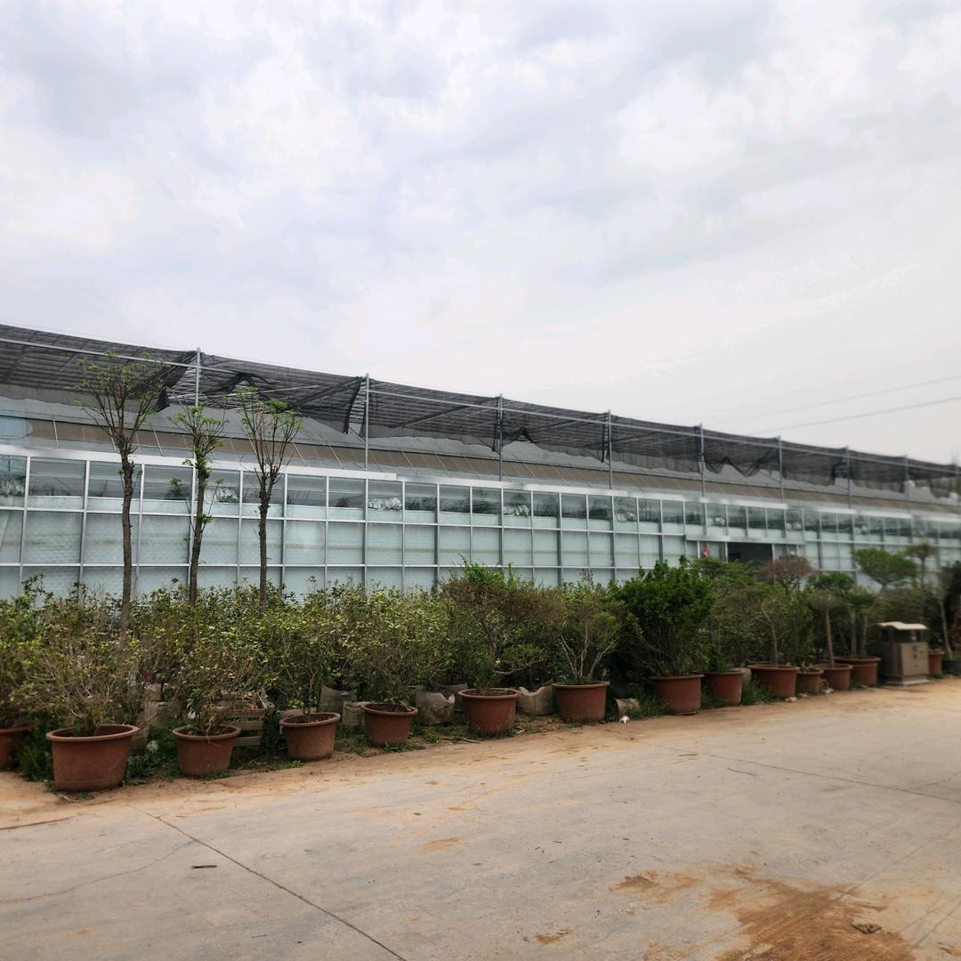 汤阴于兴花卉种植基地