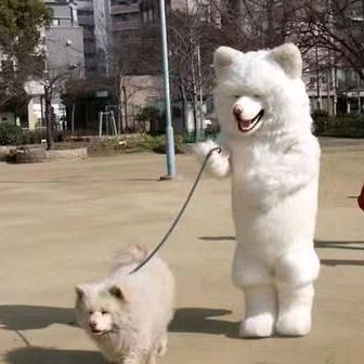 Dog不是狗