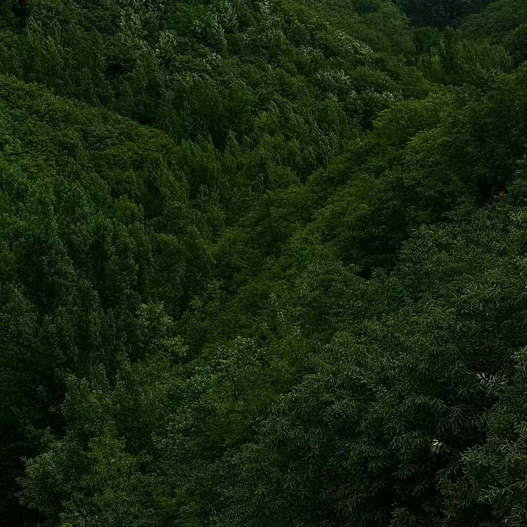 茉莉花