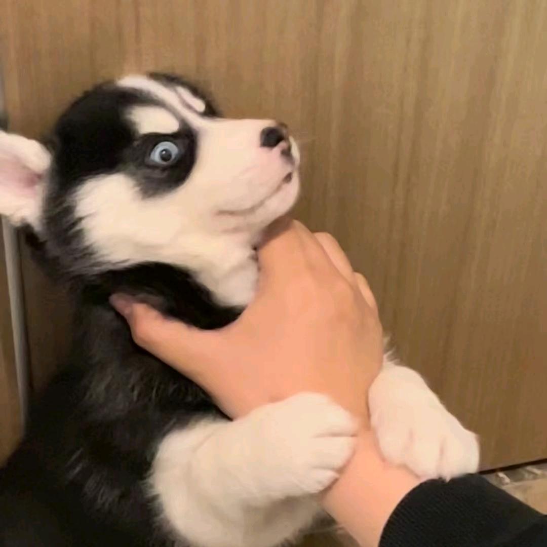 安馨