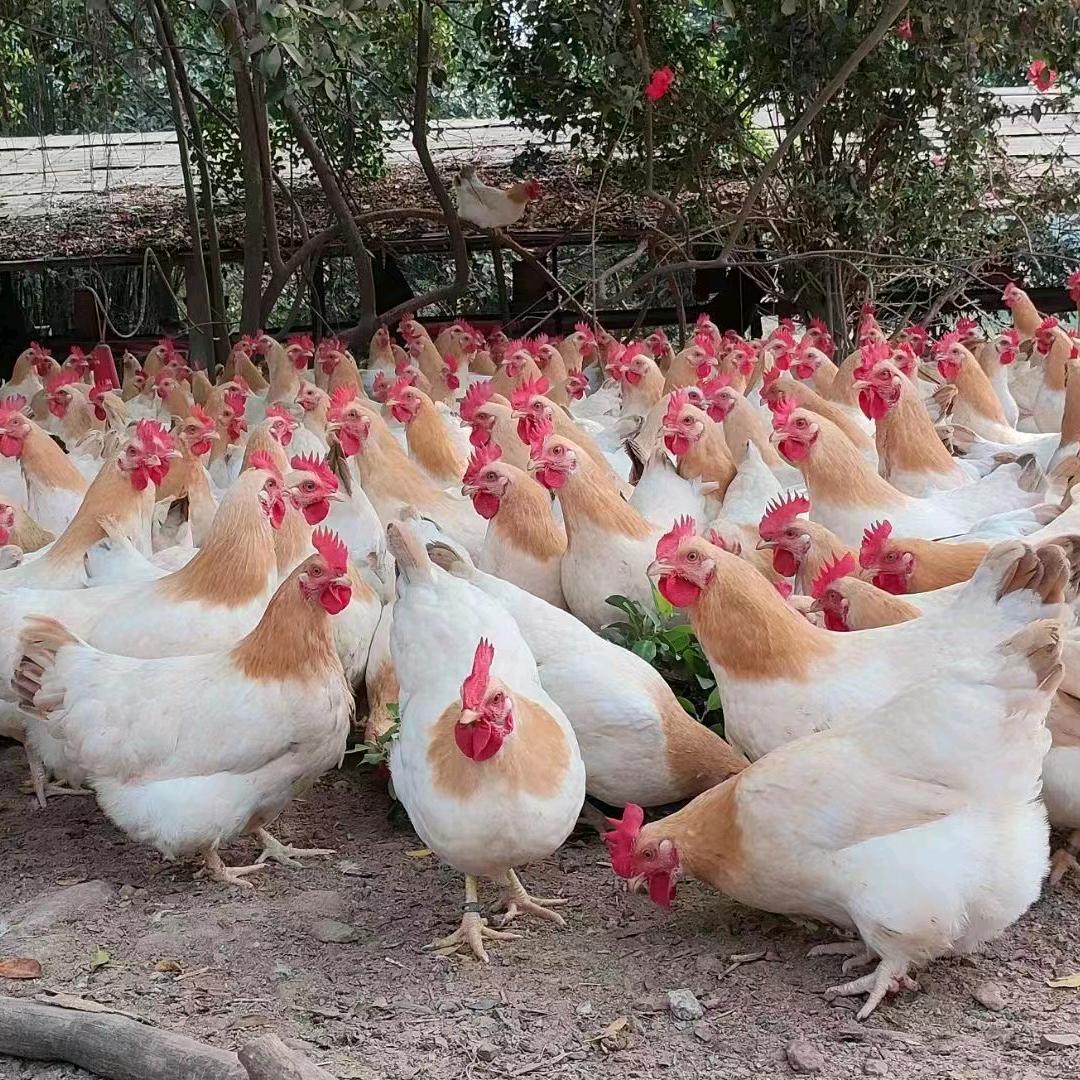 城东石下青山家禽批发