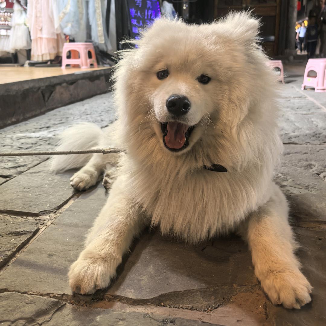 冬瓜不吃糖