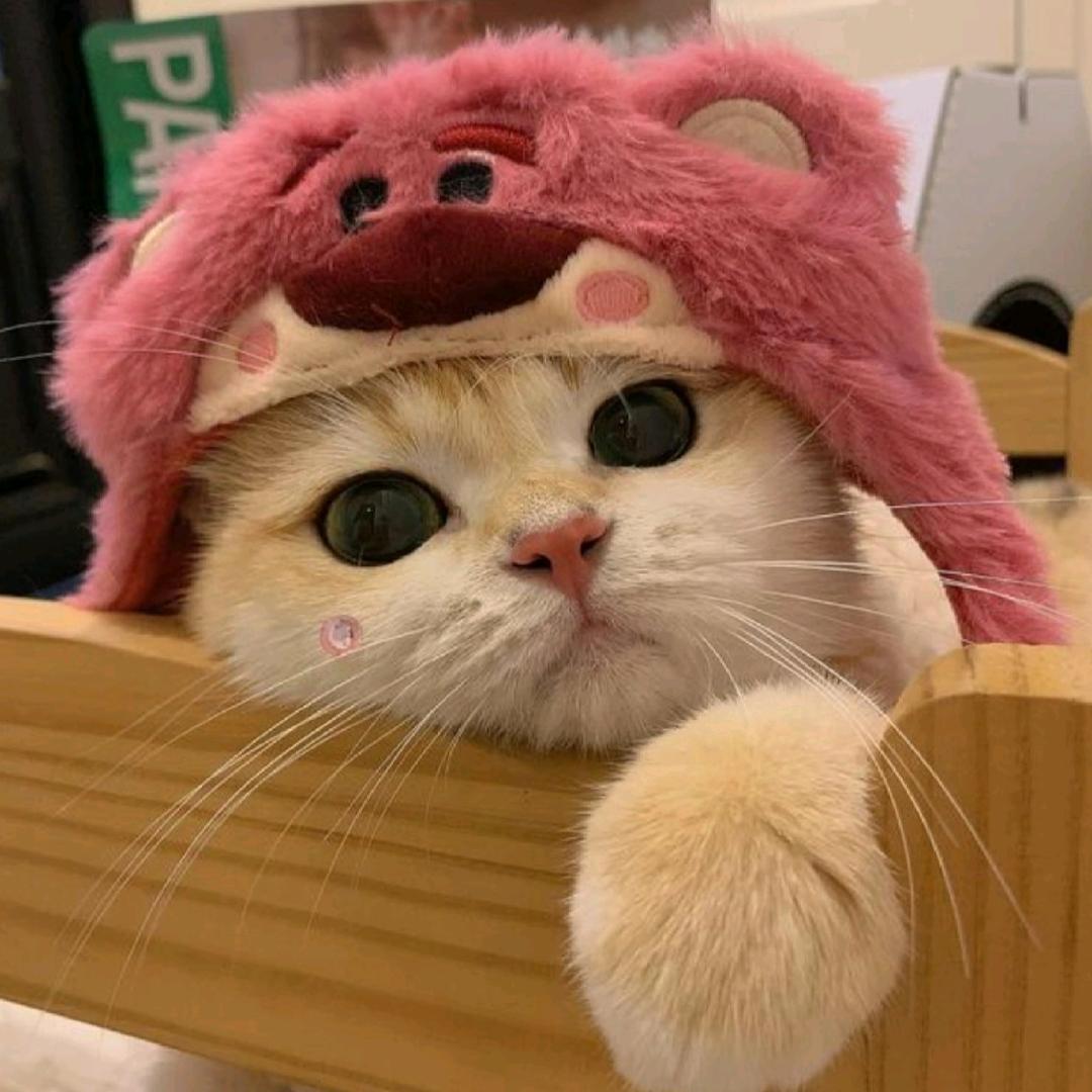 🍰🍰.