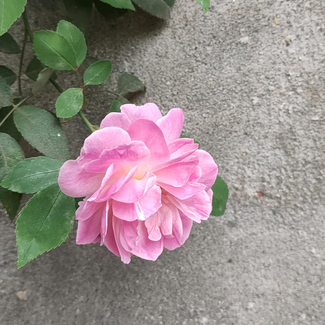 超级玛丽