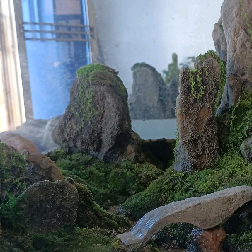 黄荆造景