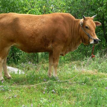 壮牛《王》，牛羊肉批发，质量保证