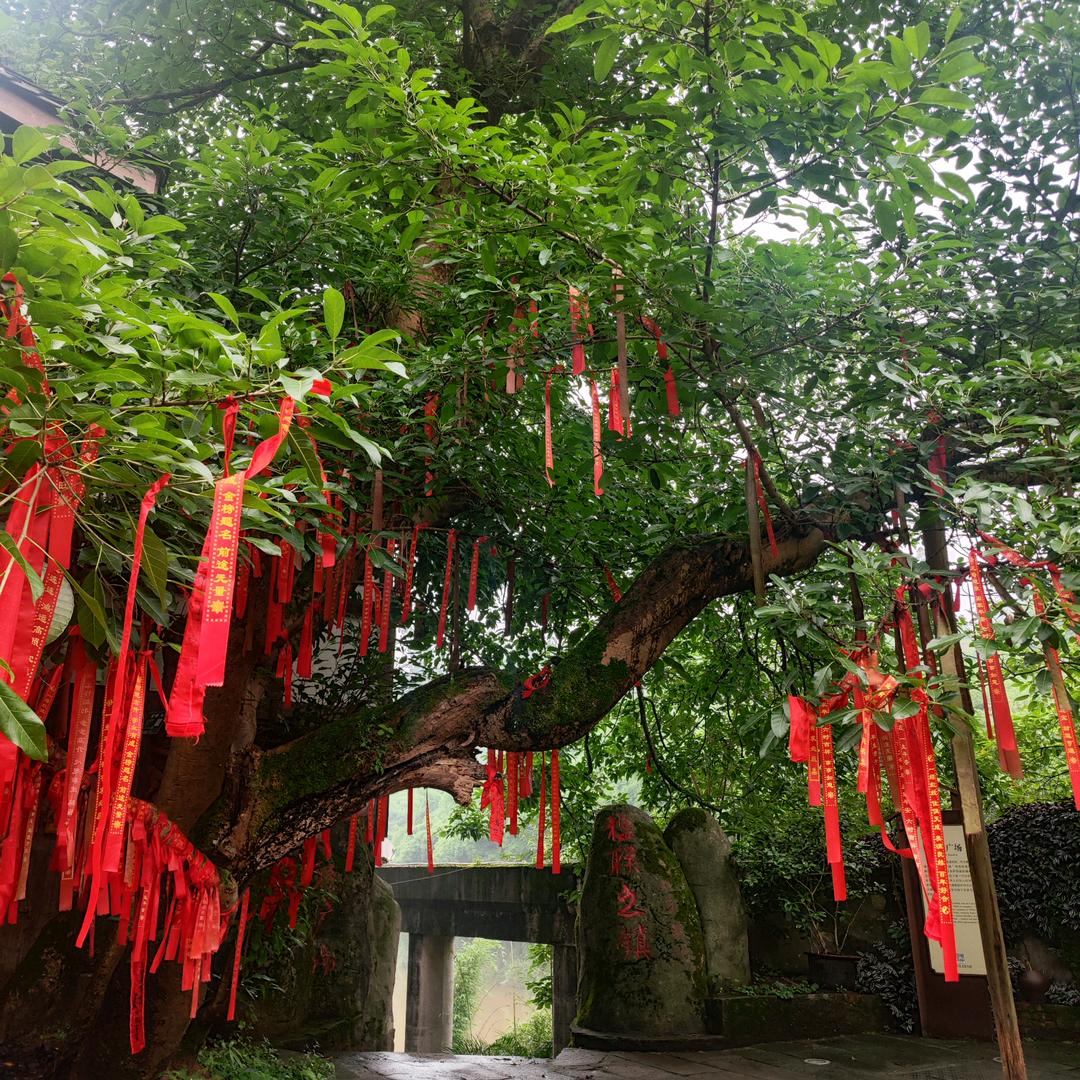 和好不会如初