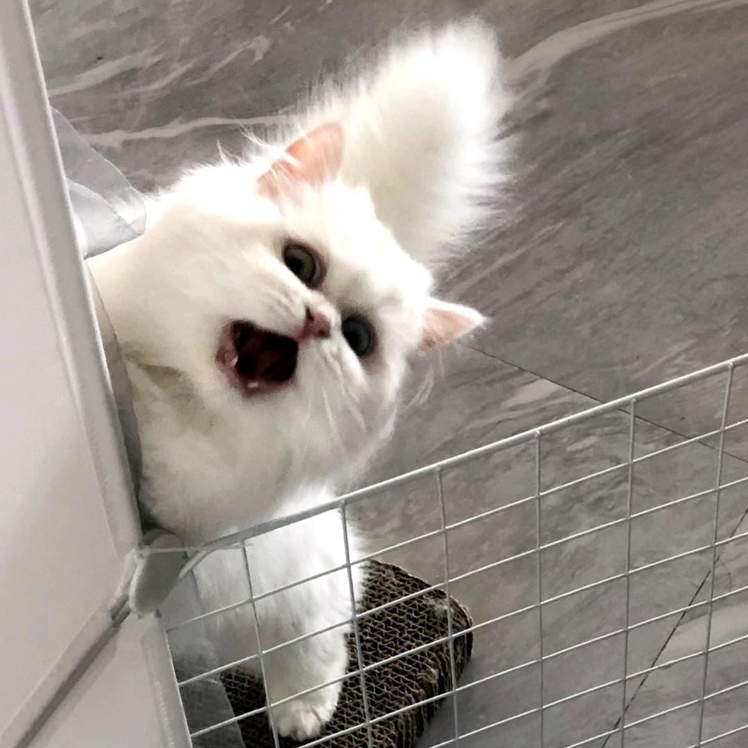 烤烤烤鱼