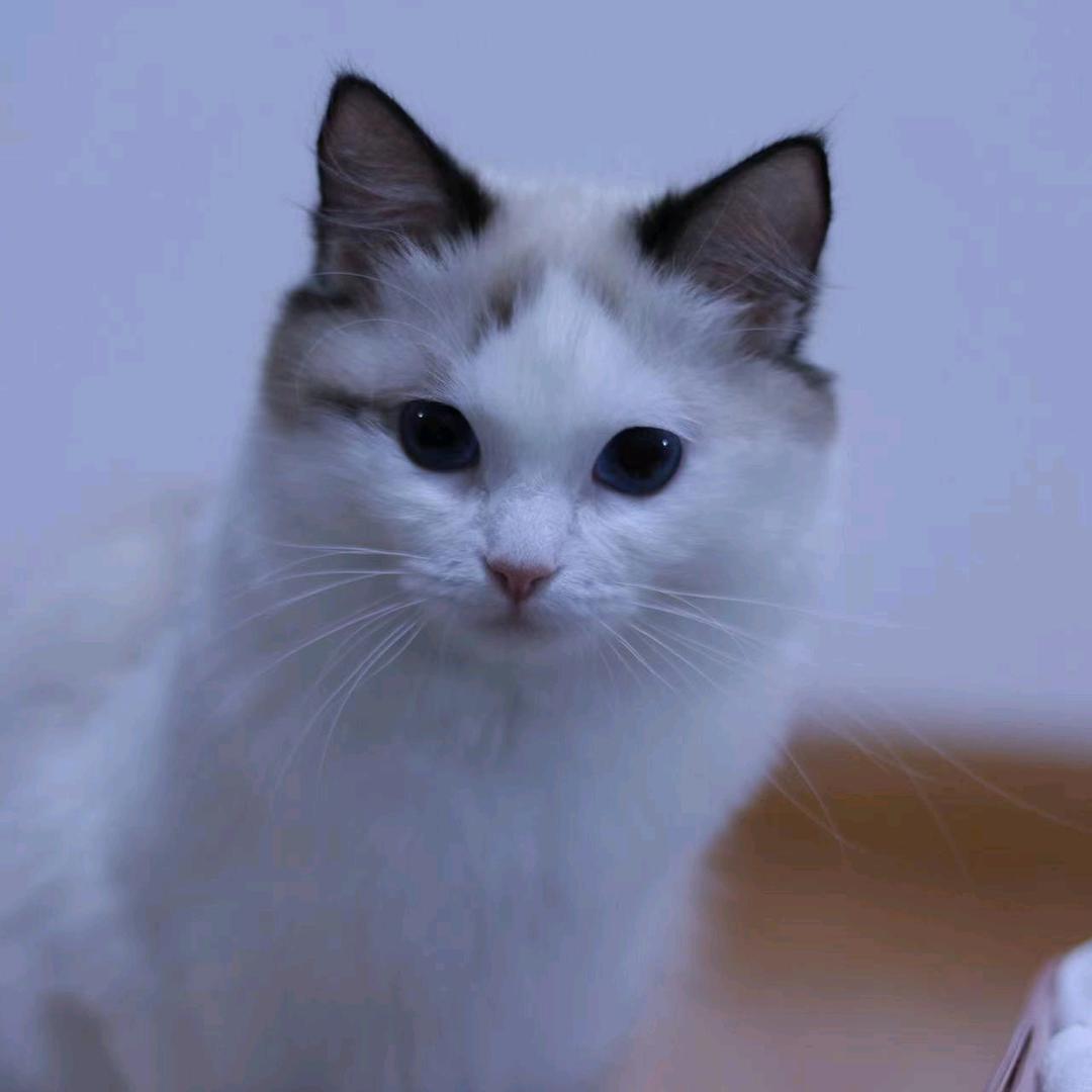 ˚𑁍ࠬܓ˚陈姐🌸꧀ᩚ࿐