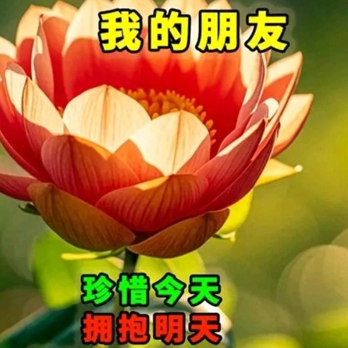 蝴蝶🌸🌸🌸