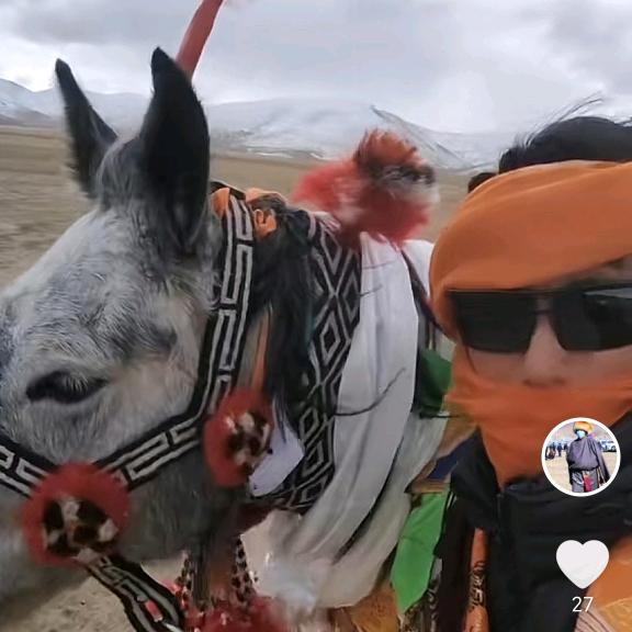 藏南草原的骏马