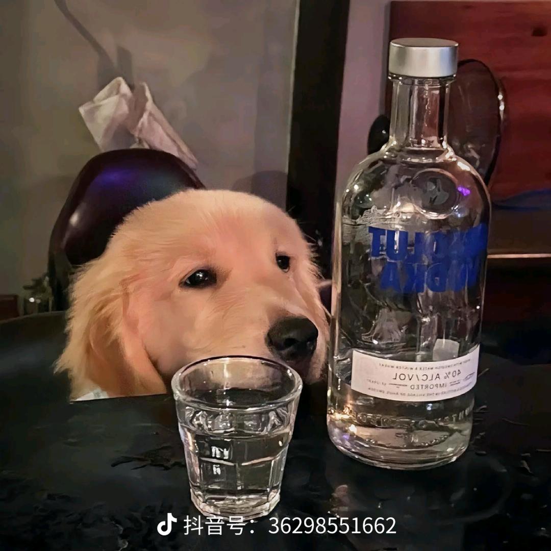 睡醒被骂像猪头