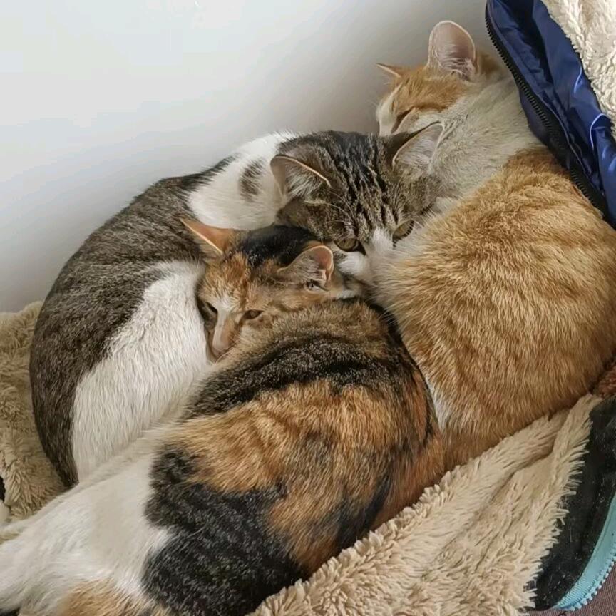 🦊
