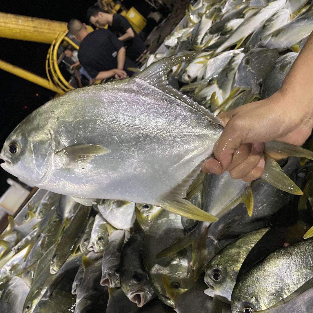 北海宏基水产【金鲳鱼】