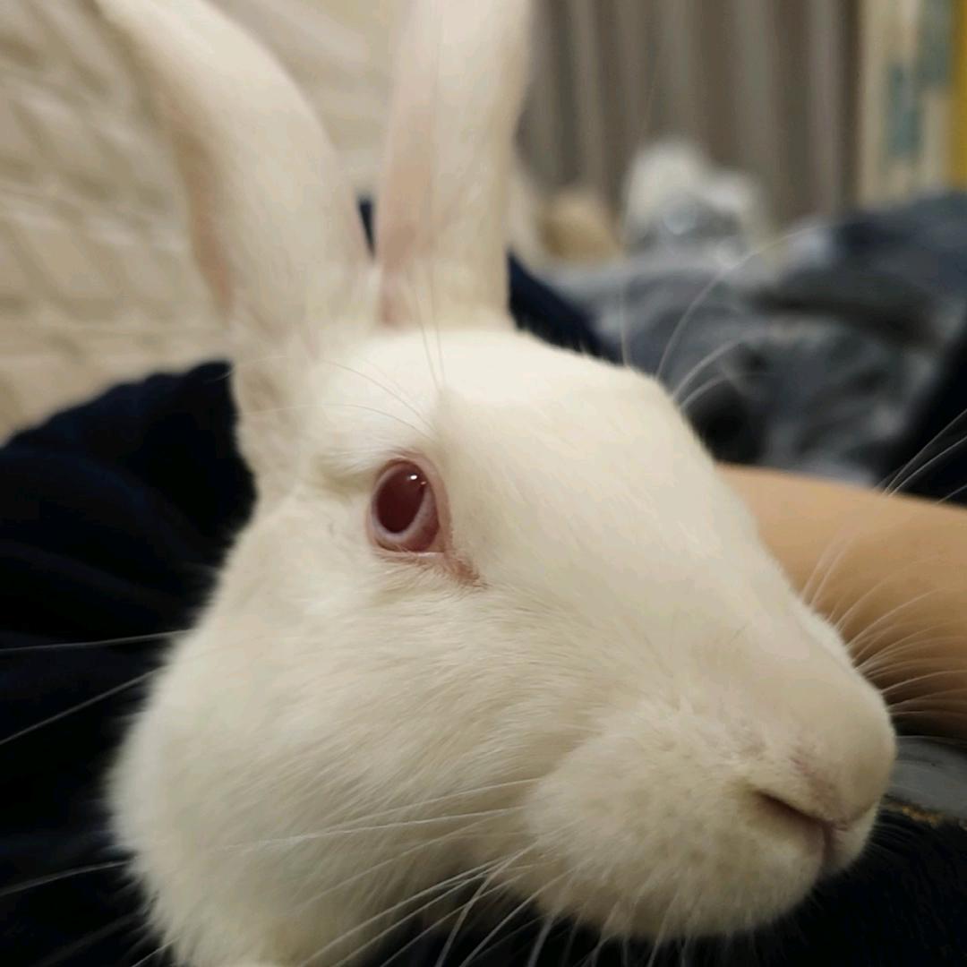 兔兔大王