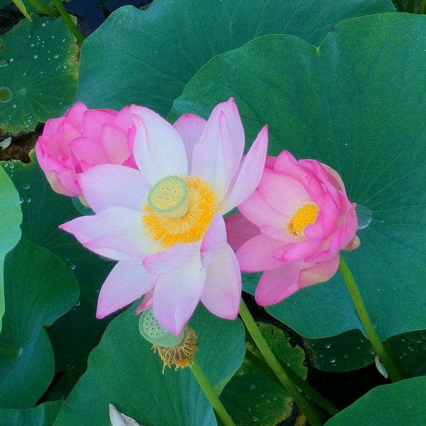 执悟