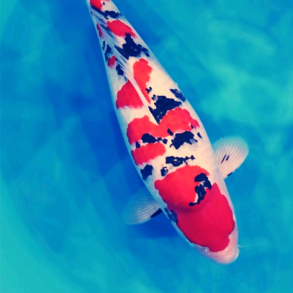 🇨🇳纯爷🐠们